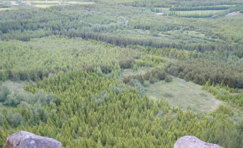 Gönguvika 1: Ferð fimmtudagsins - Kjarnaskógur