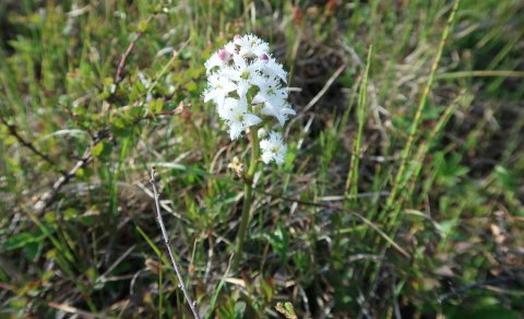 Næsta ferð 18. júní: Blóma- og jógaferð í Leyningshóla